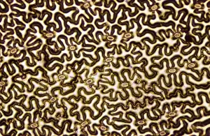 Light Micrograph (LM): A concentration of cells on the epidermis of a plant showing stomata