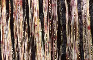 Light Micrograph (LM): A longitudinal section f a Ribes sp. stem; Magnification x600 (on 10. 5 cm width print)