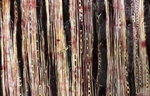 Stems Gallery: Light Micrograph (LM): A longitudinal section of a Ribes sp. stem