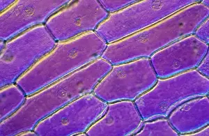 Light Micrograph (LM): Onion skin cells; Magnification x600 (on 10. 5 cm width print)