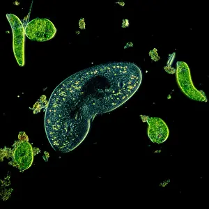 Light Micrograph (LM): Protozoans: Kidney shaped ciliate surrounded by Euglena sp. ; Magnification x 900 (when printed A4, 29. 7 cm wide)