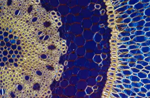 Light Micrograph (LM): A transverse section of an aerial root of Orchid (Dendrobium sp. ); Magnification x600 (on 10. 5 cm width print)