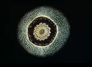 Light Micrograph (LM): A transverse section of an aerial root of Orchid (Dendrobium sp. ); Magnification x30 (on 10. 5 cm width print)