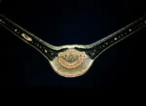 Light Micrograph (LM): A transverse section of a Fig leaf); Magnification x15 (on 10. 5 cm width print)