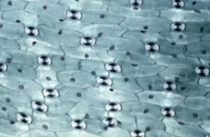 Light Micrograph Gallery: Light Micrograph (LM): A transverse section of a leaf of a Tulip (Tulipa sp.) showing Stomata