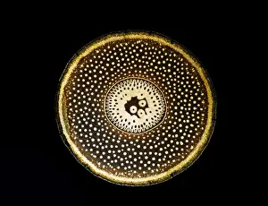 Light Micrograph (LM): A transverse section of a root of Conifer (Pandanus sp. ); Magnification x30 (on 10. 5 cm width print)