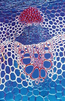 Stems Gallery: Light Micrograph (LM): A transverse section shows Vascular Bundle in Helianthus stem
