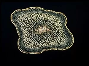 Ferns Gallery: Light Micrograph (LM): A transverse section of a stem of Whisk Fern (Psilotum nudum)