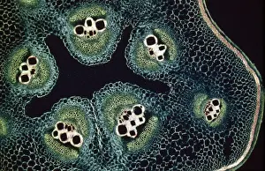 Light Micrograph (LM): A transverse section of a stem of a Marrow (Cucurbita sp. ); Magnification x12 (on 10. 5 cm width print)