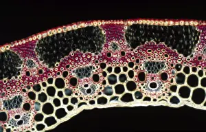 Light Micrograph (LM): A transverse section of a straw of Wheat; Magnification x600 (on 10. 5 cm width print)