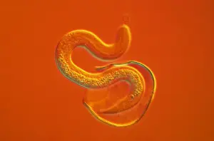 Emerging Prints: Light Micrograph - a roundworm hatching from its egg against an orange background. CHI0515