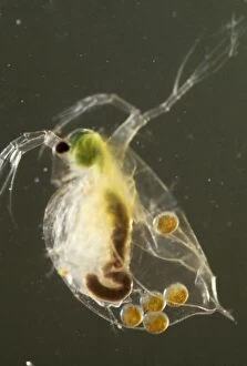 Light Micrograph: Water Flea