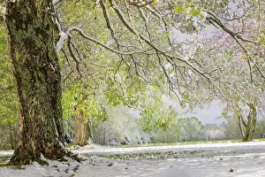 Branch Gallery: Light snow on overhanging branches in early spring