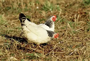 Chicken Prints: Light Sussex Chicken - domestic hens