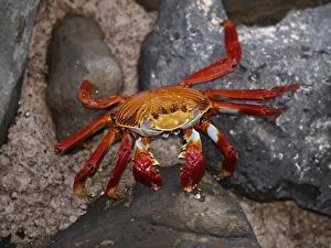 Images Dated 23rd September 2010: Lightfoot Crab - Galapagos - Ecuador