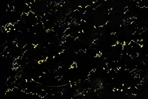 Beetles Prints: lightning bugs / fireflies at night - Tanjung Puting National Park - Kalimantan - Borneo - Indonesia
