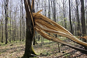 Images Dated 11th April 2007: Lightning strkie on Beech tree in forest in the Vosges Alsace France