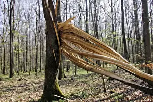 Lightning strkie on Beech tree in forest in the Vosges Alsace France