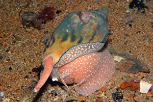 Shell Prints: Lightning Volute - at night, foraging