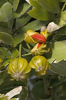 Images Dated 20th February 2006: Lignum-vitae / Holy wood - Produces one of the hardest and most durable woods. Ripe fruits