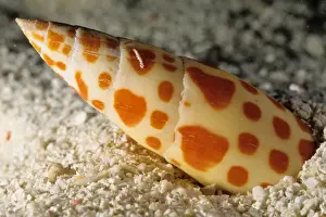 Like many other predatory snails, the miter snail (Mitra mitra) hides burried in sand during the day but emerges at night to forage over the surface of the sand, looking for prey. Great Barrier Reef Marine Park, Queensland, Australia