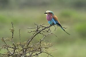 Images Dated 21st September 2008: Lilac-Breasted Roller