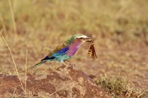 Images Dated 17th December 2004: Lilac-breasted Roller Bird locust in beak, South Africa