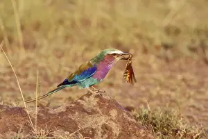 Locusts Prints: Lilac-breasted Roller Bird locust in beak, South Africa