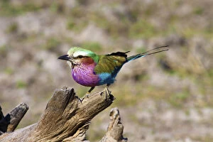 Images Dated 15th August 2012: Lilac Breasted Roller (Coracias caudata)