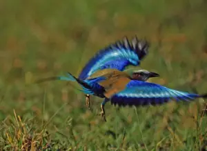 Taking Off Prints: Lilac-breasted Roller CRH 988 In flight - Okavango