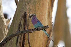 Lilac-breasted Roller - eating prey (after battering insect)