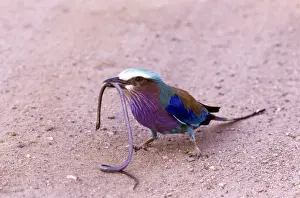 Roller Prints: Lilac-breasted Roller - eating snake - Kruger National Park - South Africa