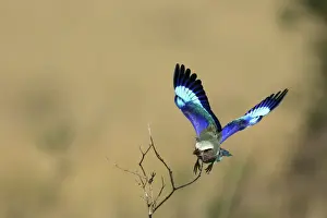 Rollers Prints: Lilac-breasted Roller - in flight. Kenya - Africa