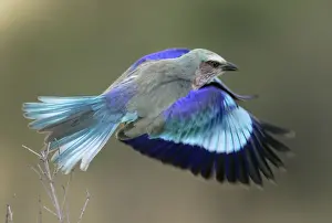 Lilac-breasted Roller - in flight. Kenya - Africa