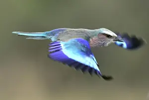 Lilac-breasted Roller - in flight. Kenya - Africa