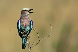 Rollers Prints: Lilac-breasted Roller. Kenya - Africa