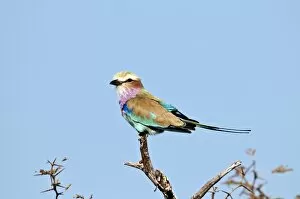 Images Dated 27th July 2009: Lilac-breasted Roller - perched on dead branch - Etosha National Park - Namibia