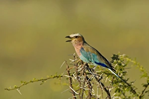Images Dated 1st March 2006: Lilac-Breasted Roller Perched on thorn tree calling Etosha National Park, Namibia, Africa