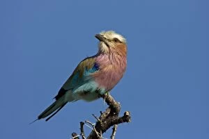 Images Dated 28th February 2006: Lilac-Breasted Roller Perched on top of thorn tree Etosha National Park, Namibia, Africa