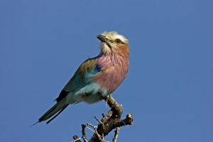 Images Dated 28th February 2006: Lilac-Breasted Roller Perched on top of thorn tree Etosha National Park, Namibia, Africa