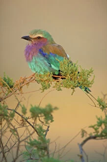 Perched Gallery: Lilac-Breasted Roller - Portrait in soft evening sunshine