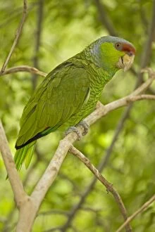 Images Dated 10th July 2008: Lilac-crowned Parrot -Mexico - Inhabits tropical deciduous forest