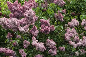 Lilac Prints: Lilac PPG 1050 Syringa vulgaris © Pascal Goetgheluck / ARDEA LONDON