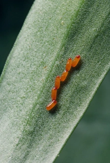 Images Dated 20th April 2007: Lilly Beetle - eggs UK