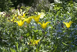 Forget Me Not Prints: Lilly flowering West Point Tulips amongst Forget-Me-Nots and Astrantia