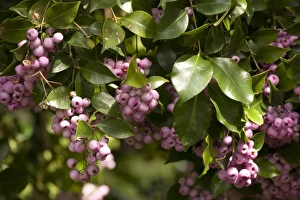 Images Dated 22nd March 2006: Lilly-pilly with berries