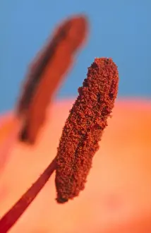 Anther Prints: Lily Anthers Showing Pollen