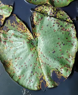 Aquatic Prints: lily beetle damage to lily leaf
