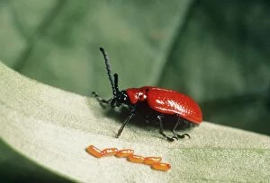 Images Dated 1st March 2006: Lily Beetle - female with eggs UK