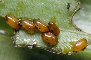 Images Dated 20th April 2007: Lily Beetle larvae - eggs